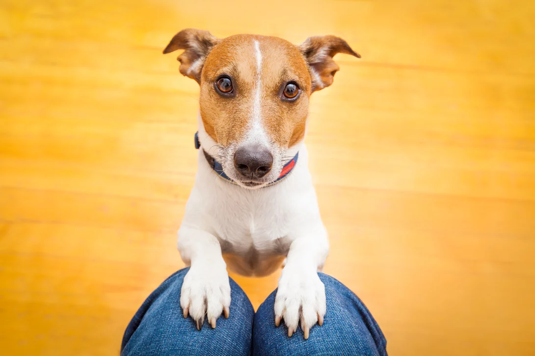 Hund bettelt nach Aufmerksamkeit