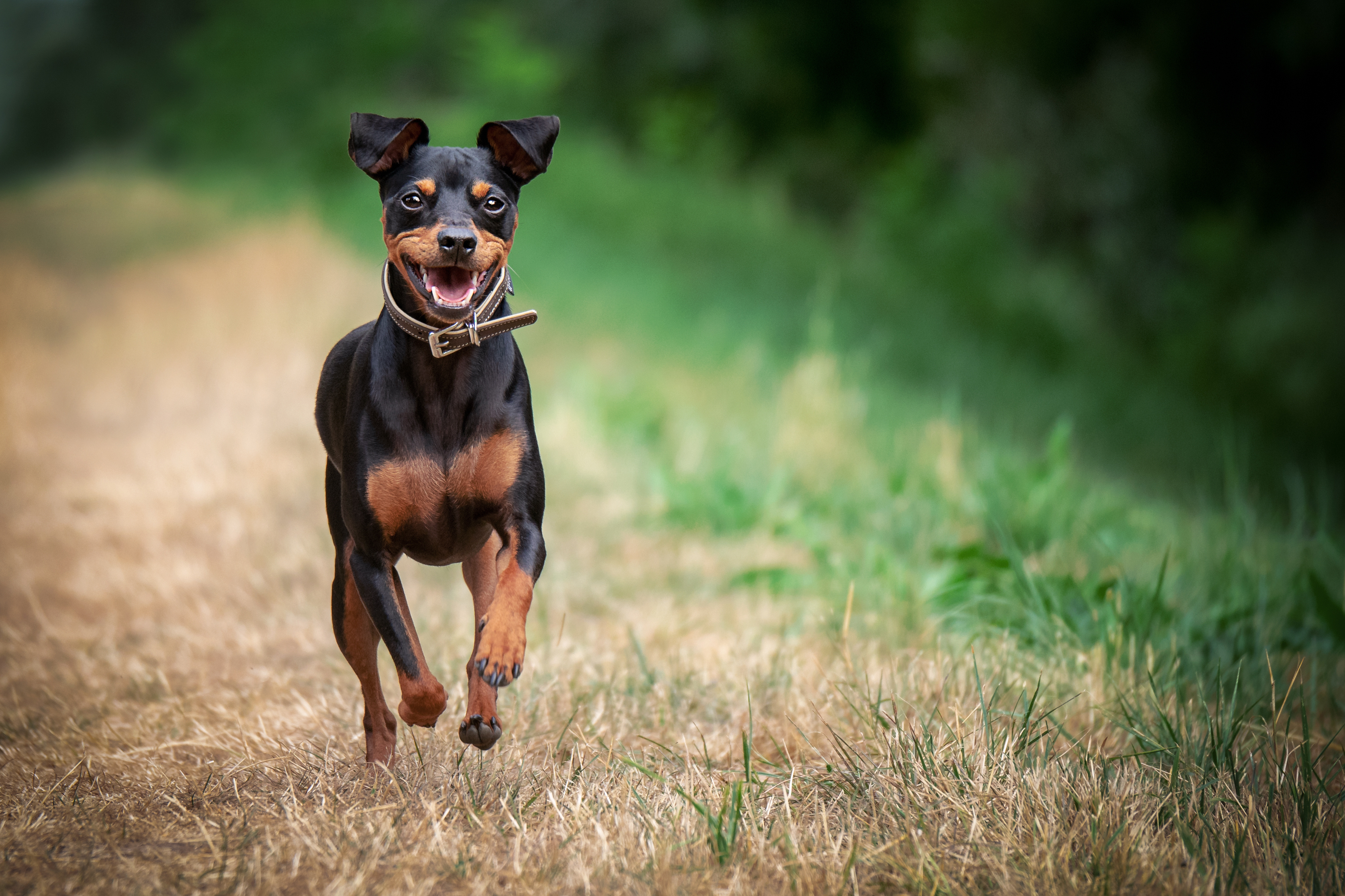 Zwergpinscher_Bewegung