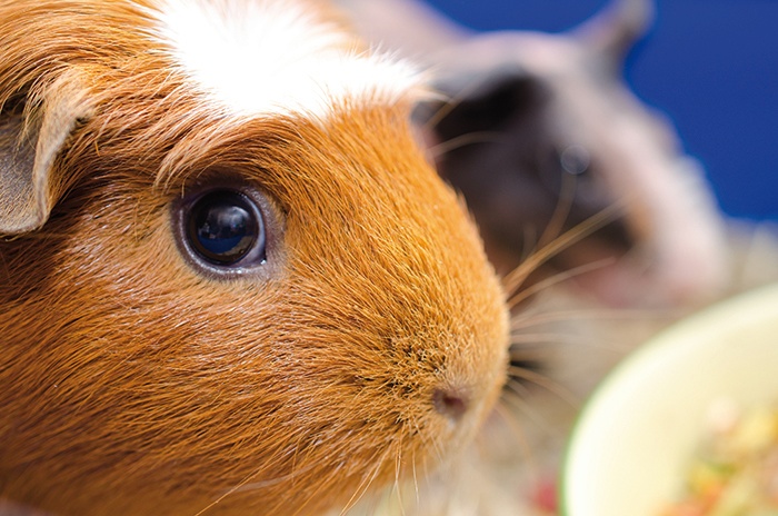 Meerschweinchen Nahaufnahme