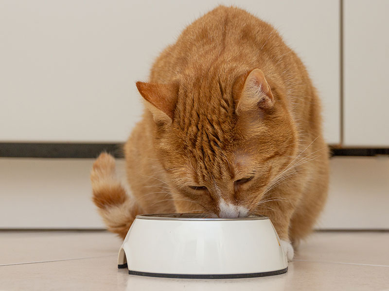 Katze beim Trinken zur Abkühlung.