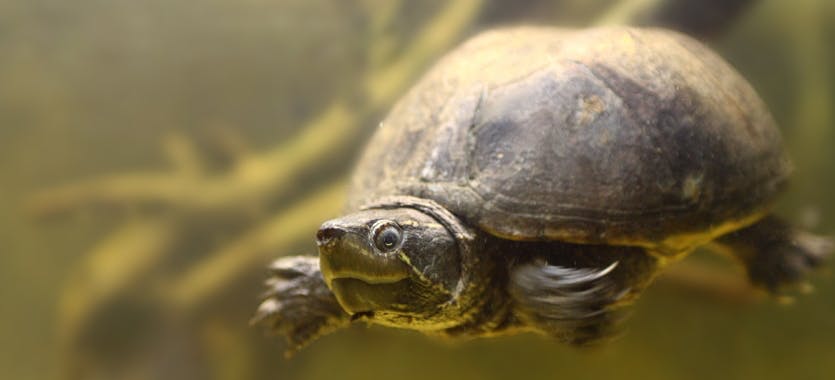 Die Haltung von Wasserschildkröten