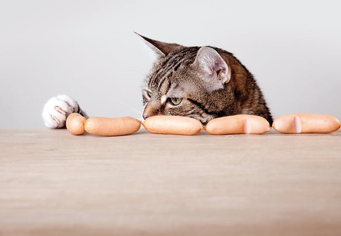 Keine Katzen auf dem Tisch