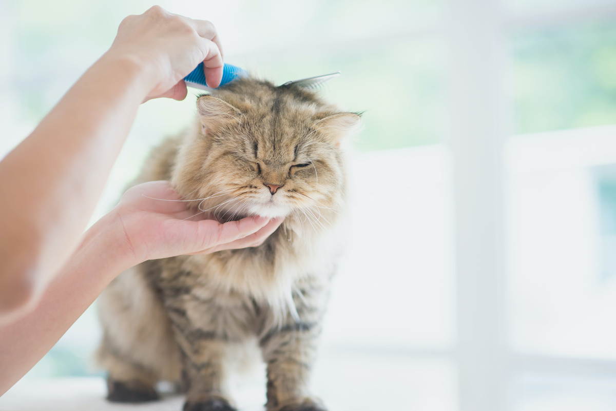 Fellpflege bei Katzen