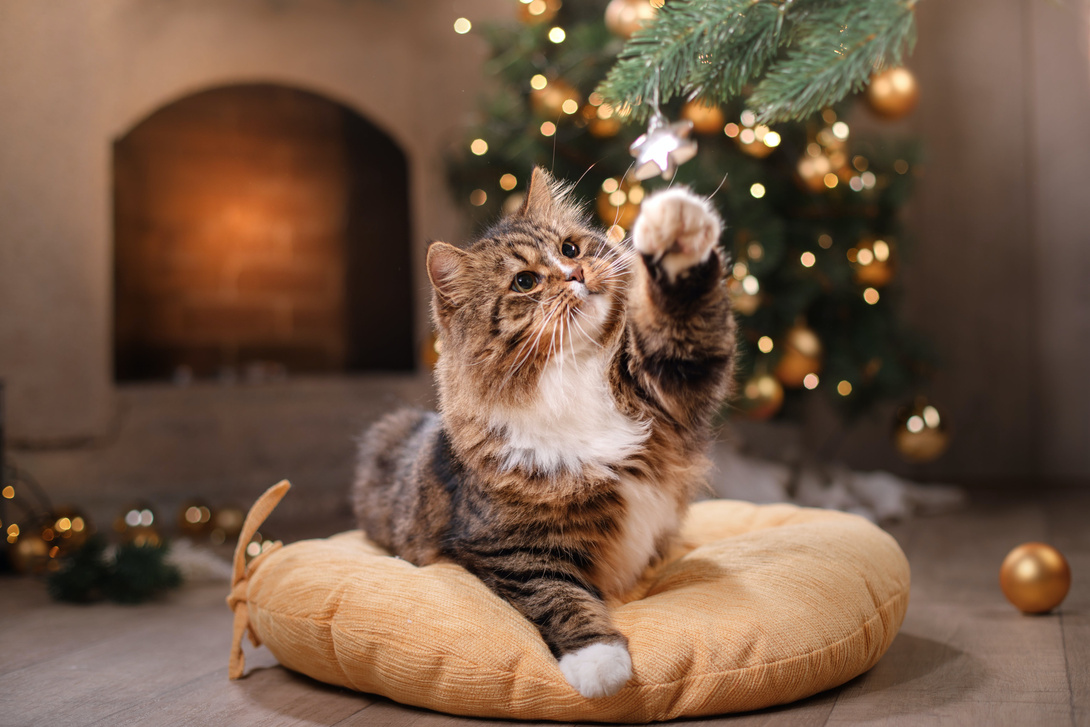 Katze_vor_Weihnachtsbaum