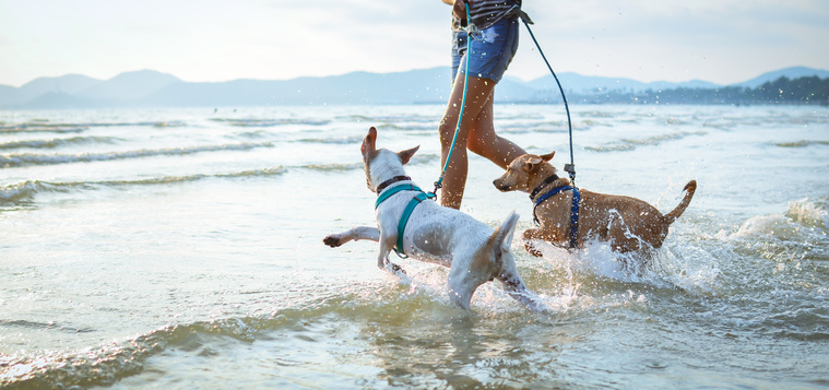 Hunde im Strand