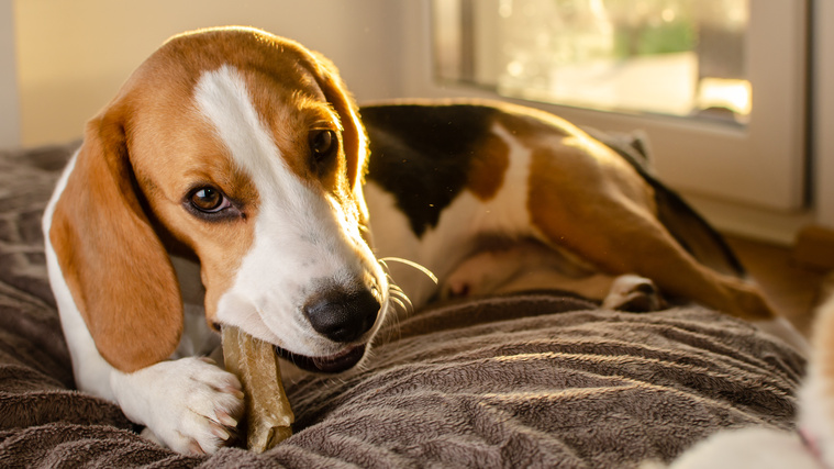 Hunde beim kauen