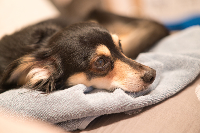 Läufigkeit bei Hunden