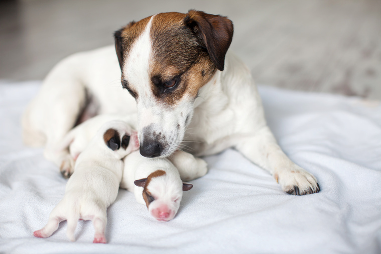 Hund kastriert werden?