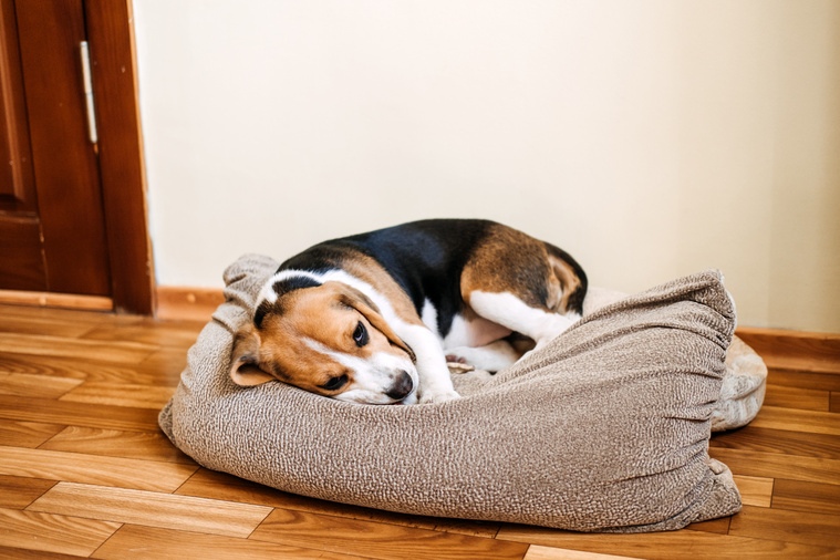 Hund liegt im Körbchen