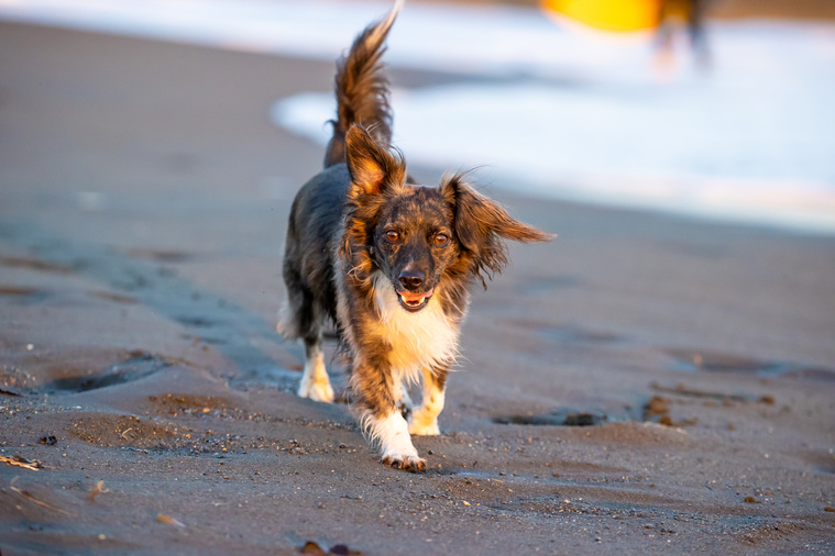 Hund_läuft_am_Strand