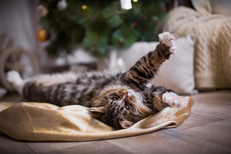 Katze Weihnachtsbaum