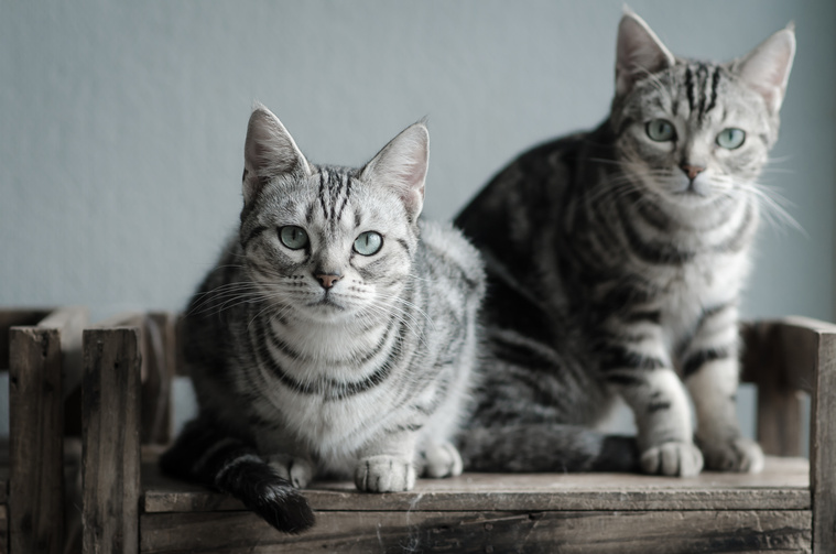 Katze und Kater