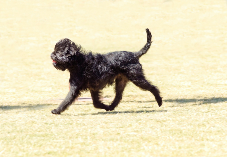 Affenpinscher_Bewegung