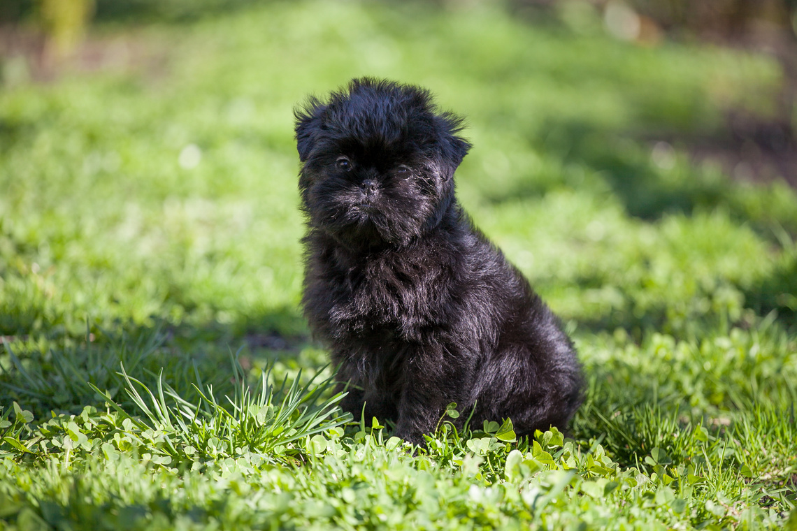 Affenpinscher_als_Welpe