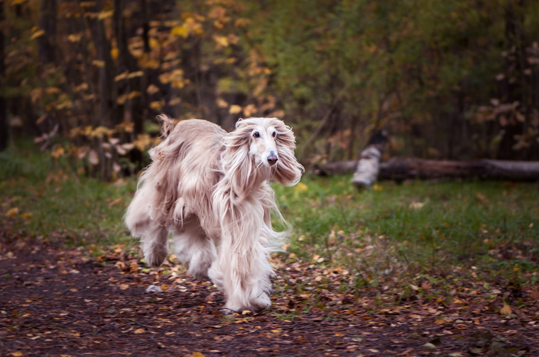 Afghanischer Windhund Bewegung