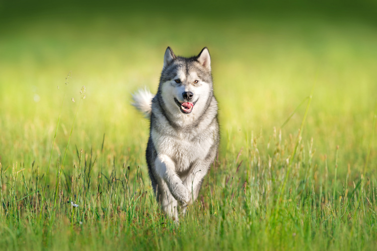 Alaskan_Malamute_in_Bewegung