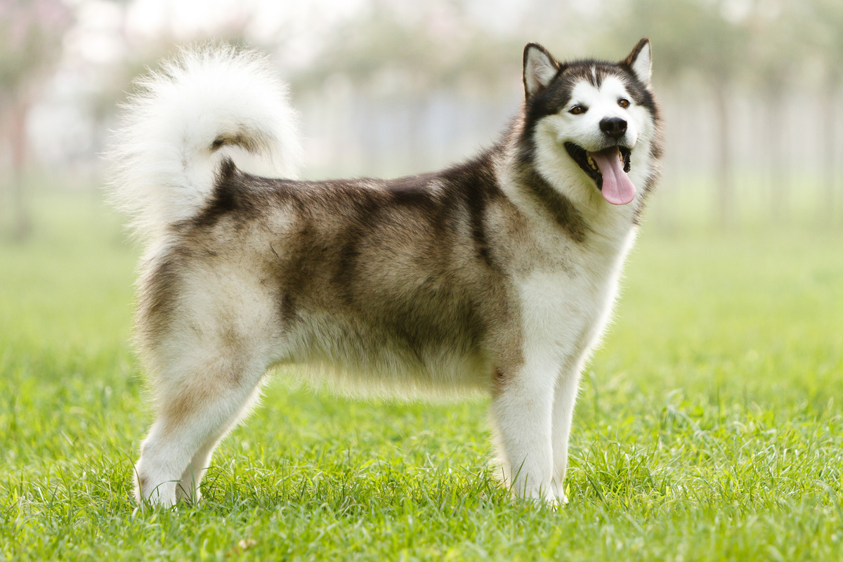 Alaskan_Malamute_Portrait