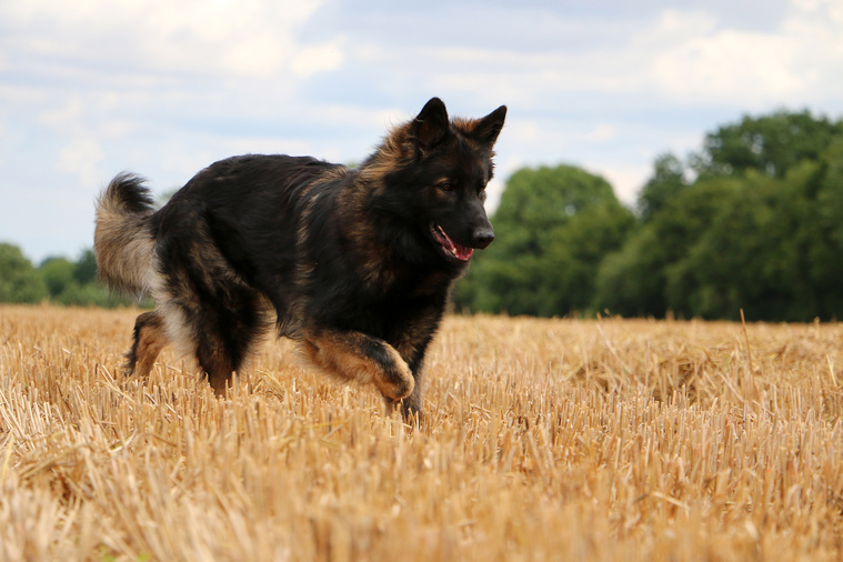 Altdeutscher_Schaeferhund_Bewegung