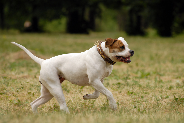 American Bulldog in Bewegung