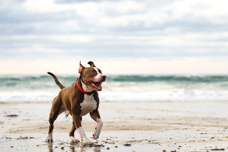 American_Pit_Bull_Terrier_Bewegung