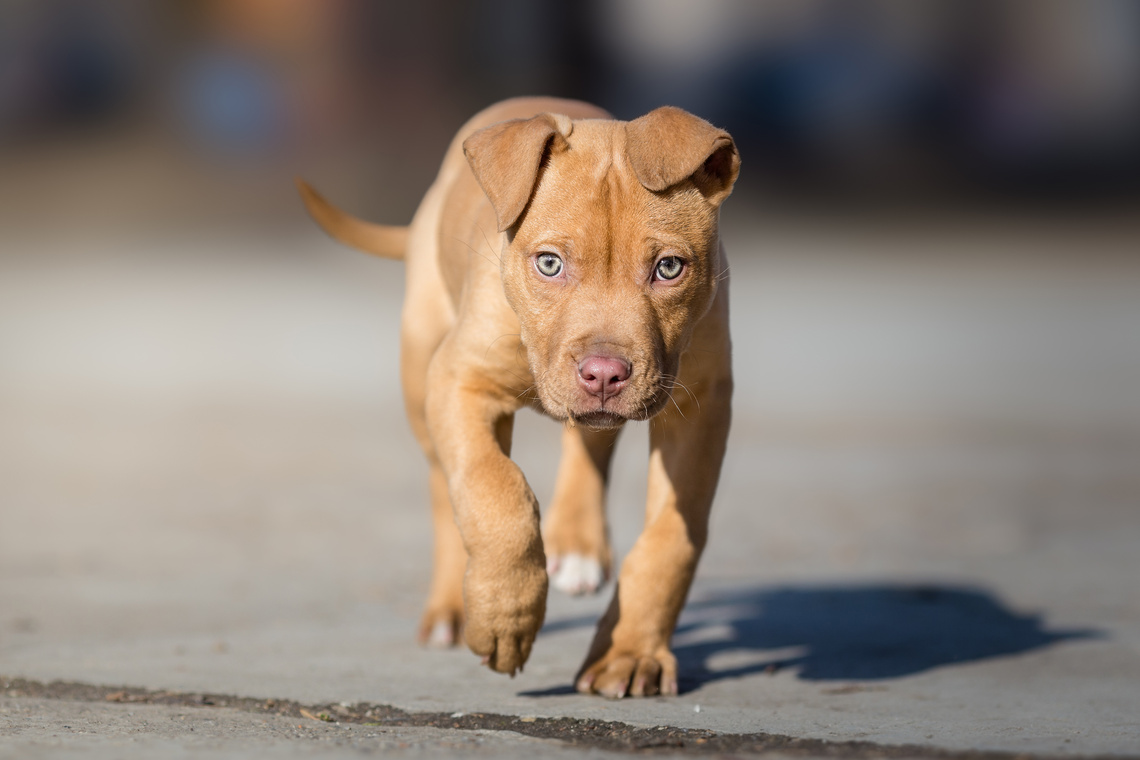 American_Pit_Bull_Terrier_Welpe