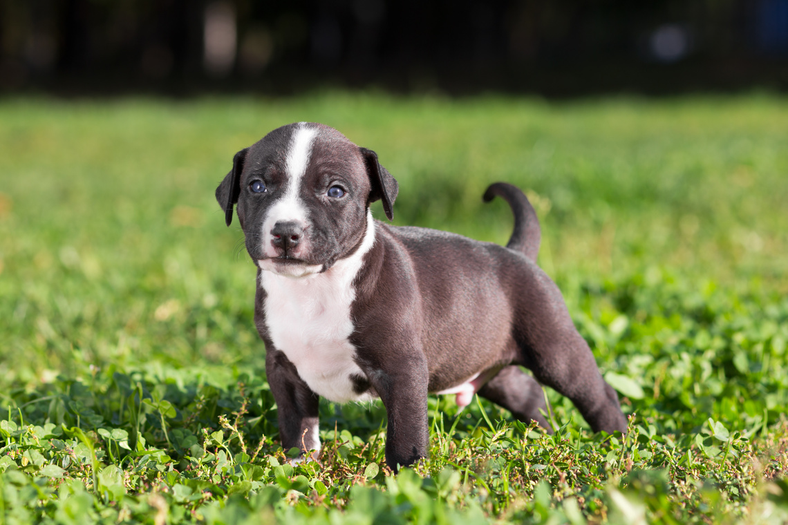 American Staffordshire Terrier Welpe