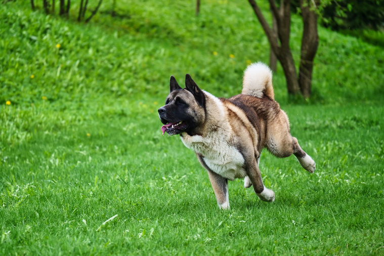 Amerikanischer Akita in Bewegung