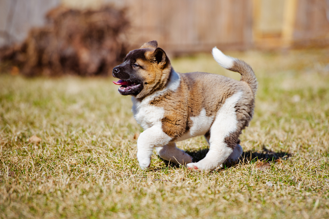 Amerikanischer Akita Welpe