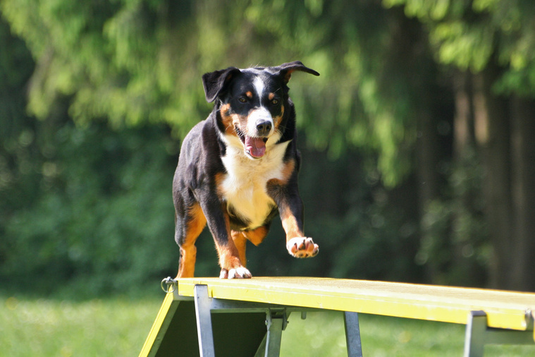 Appenzeller Sennenhund Bewegung