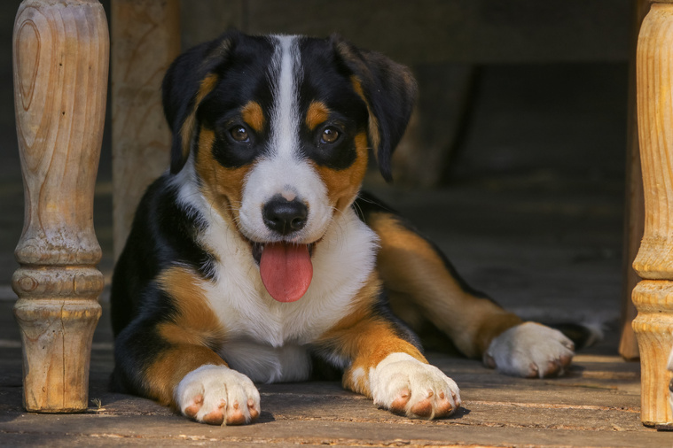 Appenzeller Sennenhund Welpe