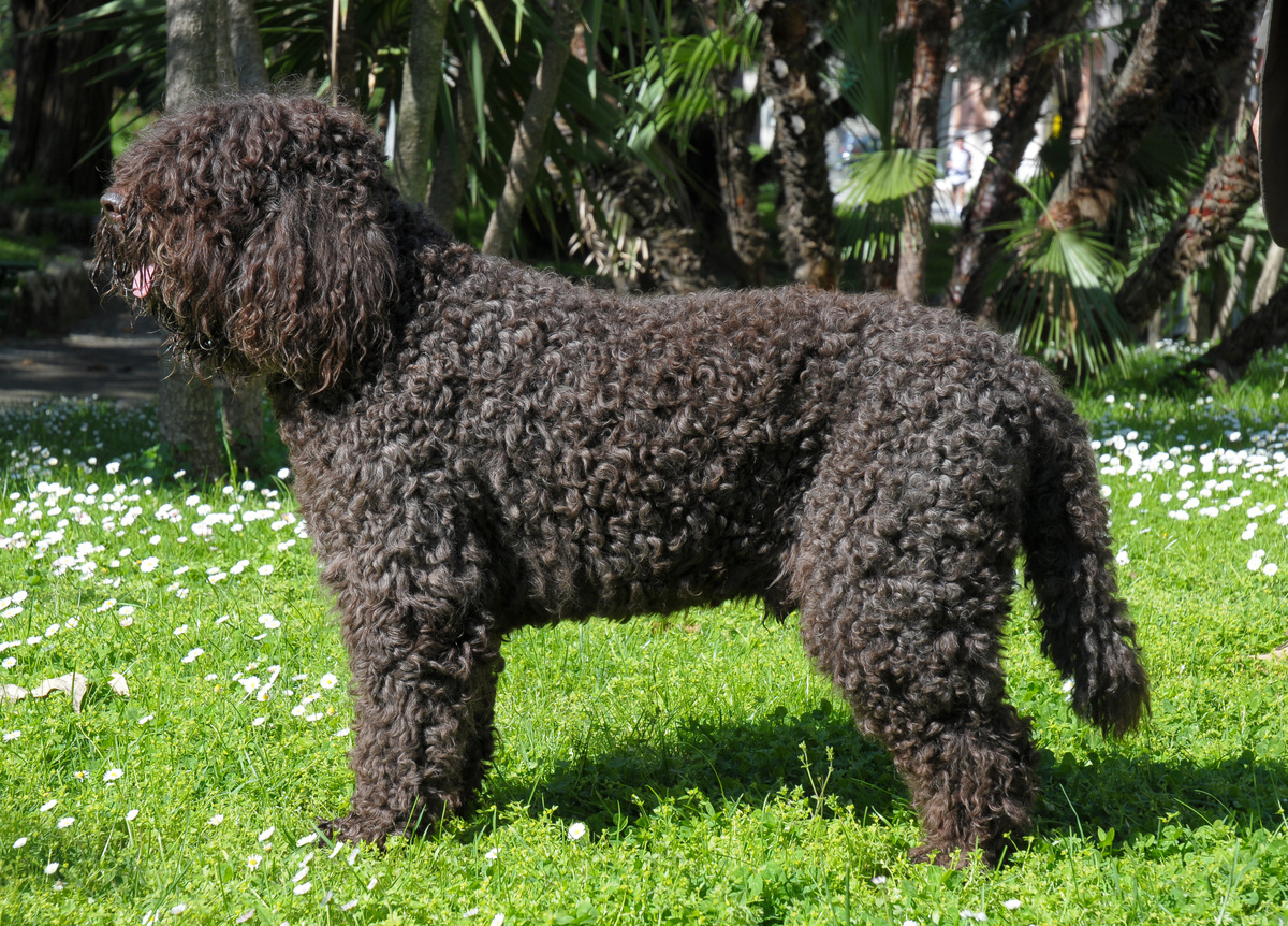 Barbet_Portrait