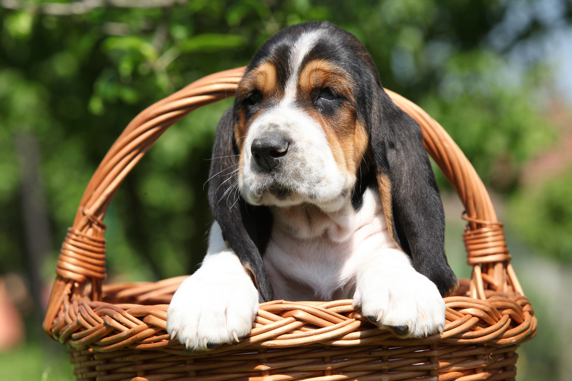 Basset_Hound_Welpe