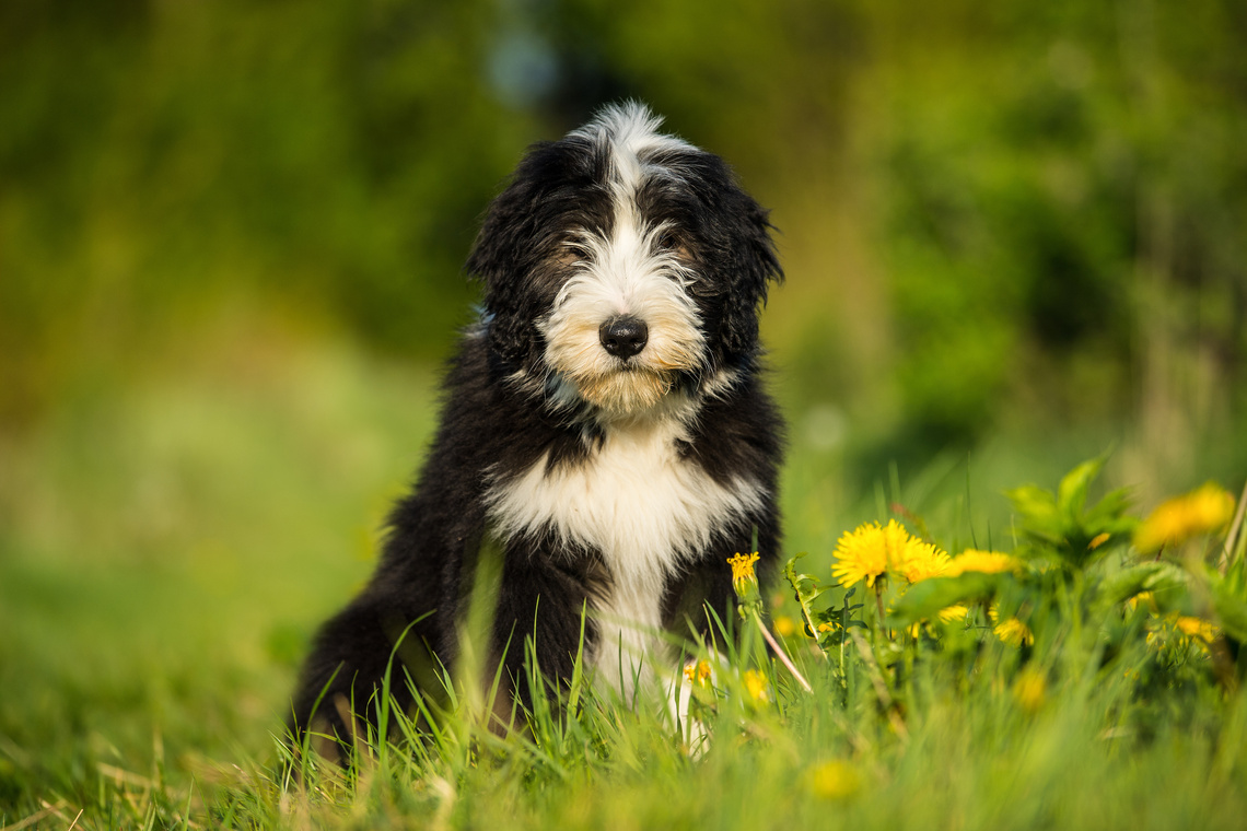 Bearded_Collie_als_Welpe