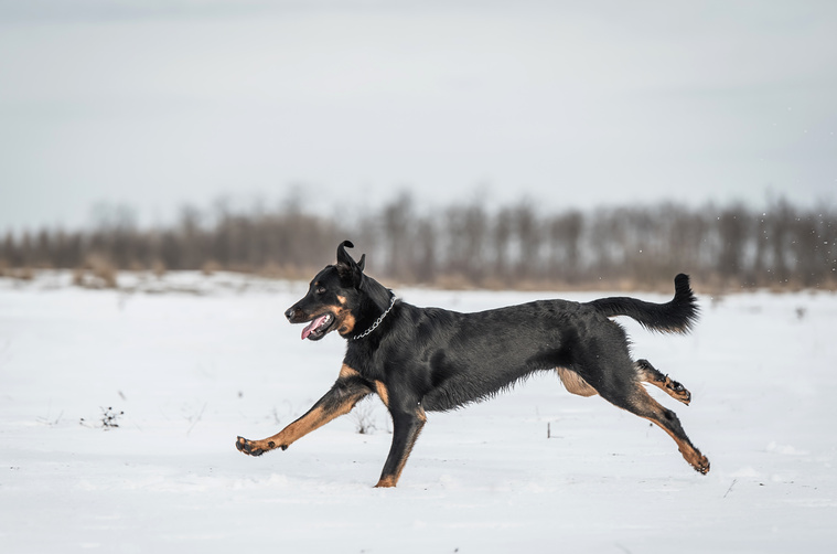 Beauceron_in_Bewegung