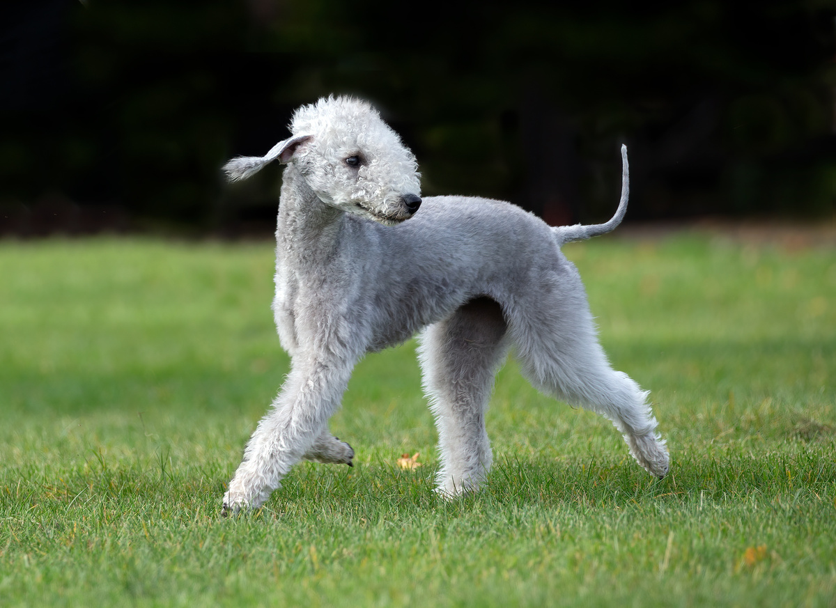 Bedlington_Terrier_Portrait