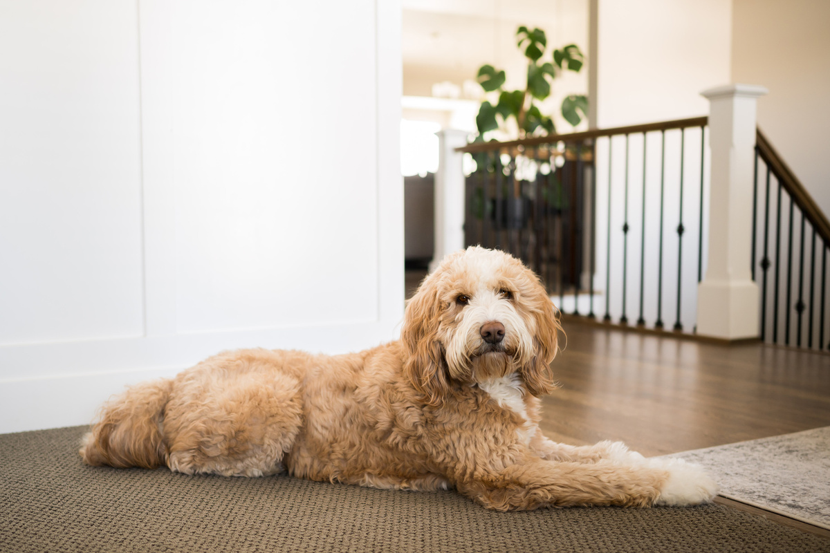 Bernedoodle_Seitenportrait