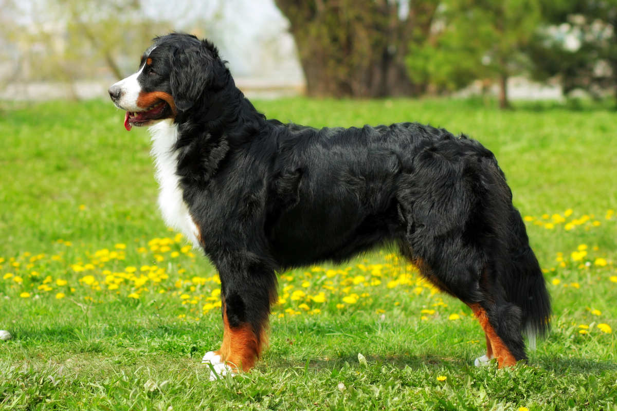 Berner Sennenhund Seitenportrait