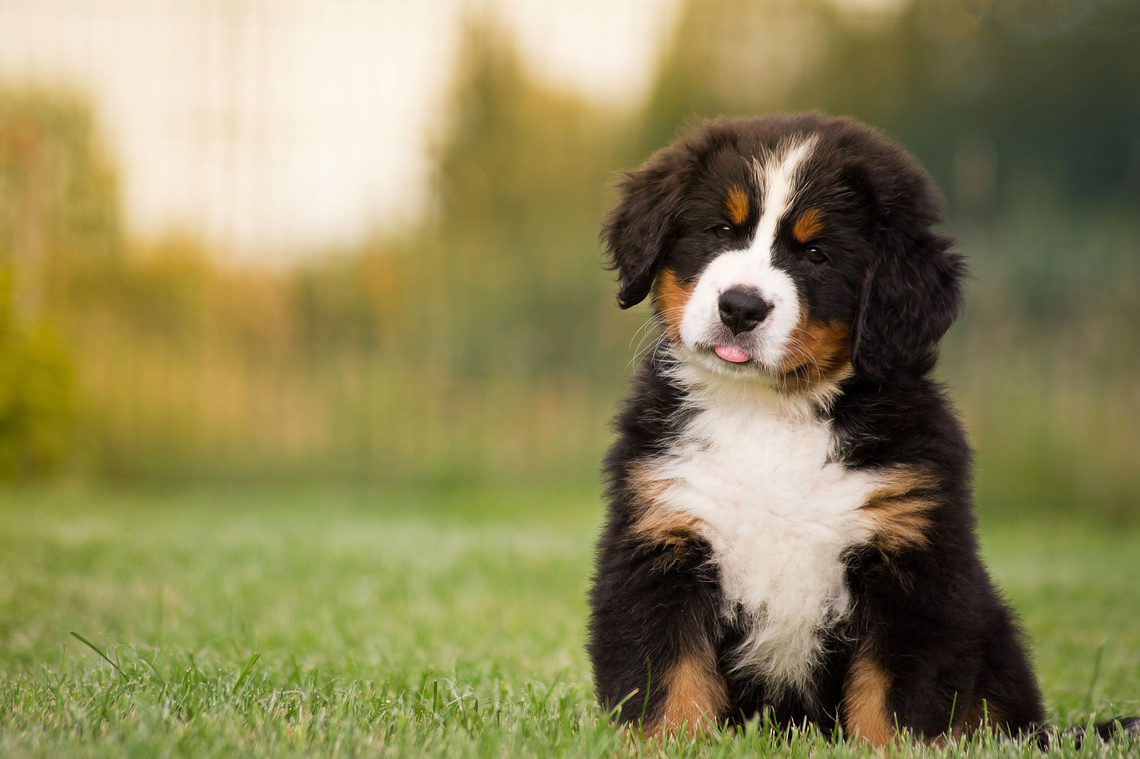 Berner Sennenhund Welpe