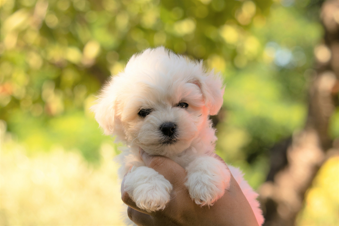 Bichon Frisé Welpe