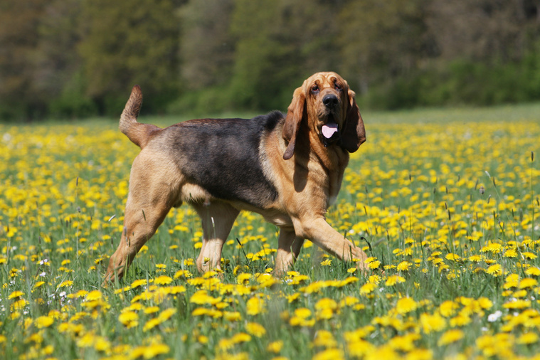 Bloodhound_Bewegung