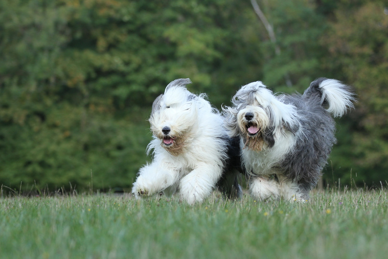 Bobtail in Bewegung