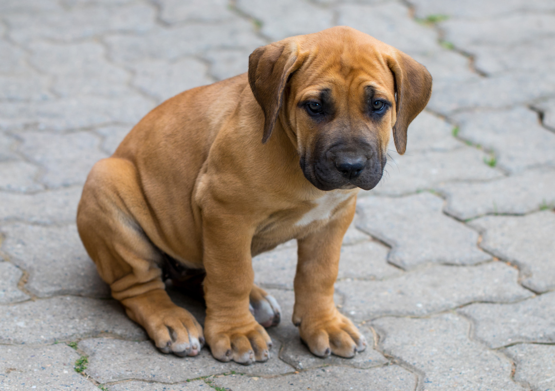 Boerboel Welpe