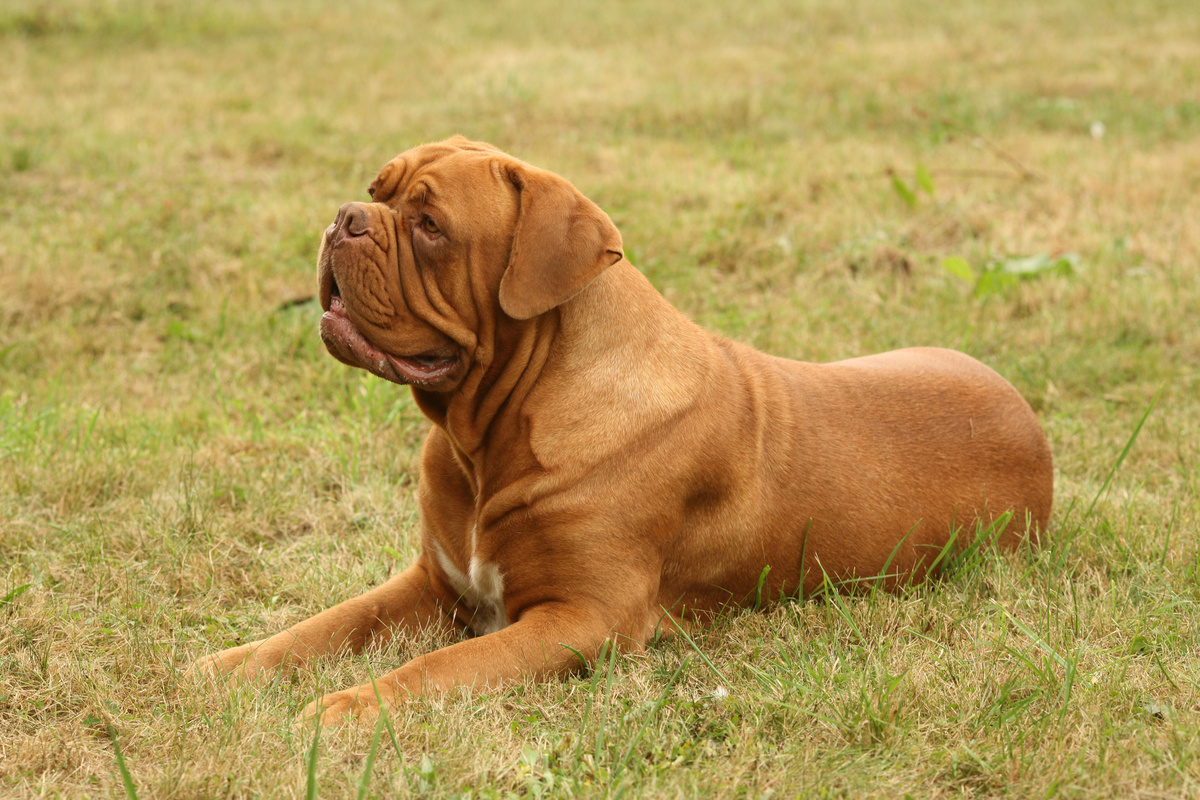 Bordeaux Dogge Seitenportrait