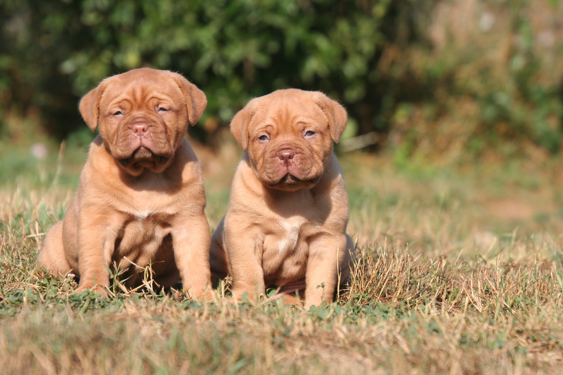 Bordeaux-Dogge Welpen