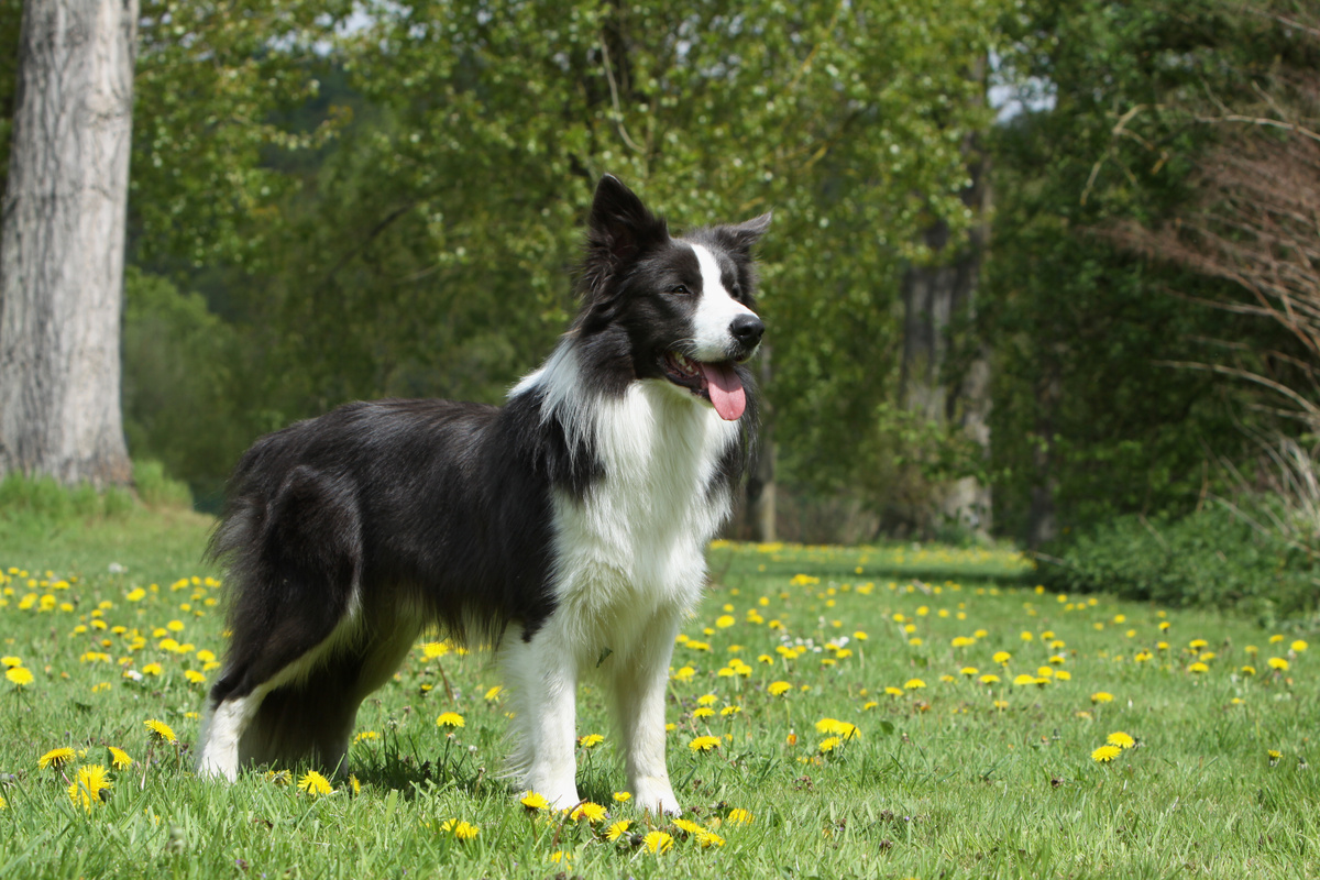 Border Collie Seitenansicht