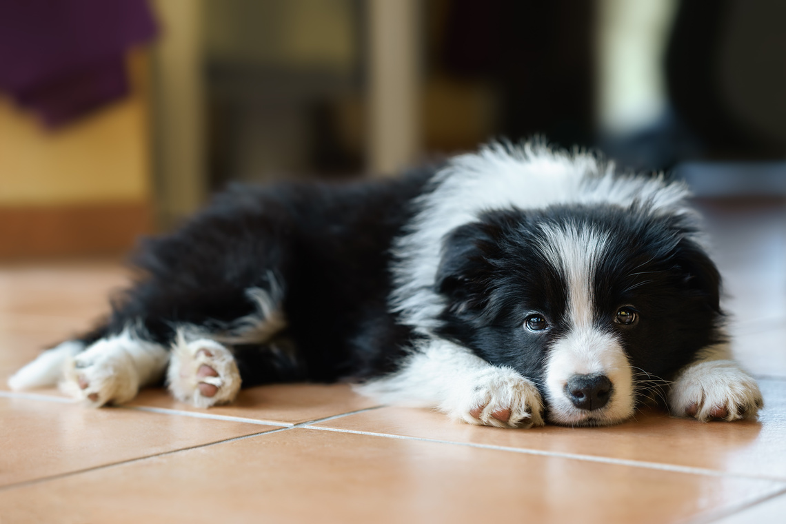 Border Collie Welpe