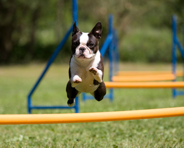 Boston Terrier Bewegung