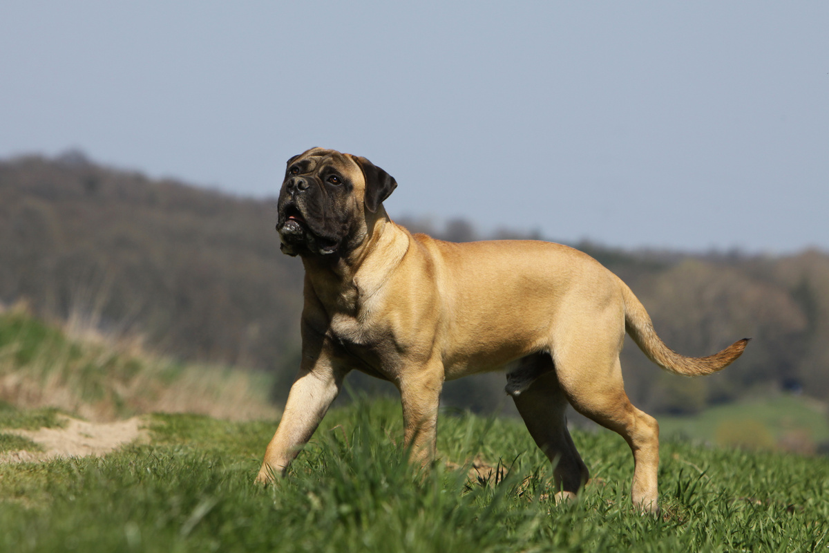 Bullmastiff_Seitenportrait