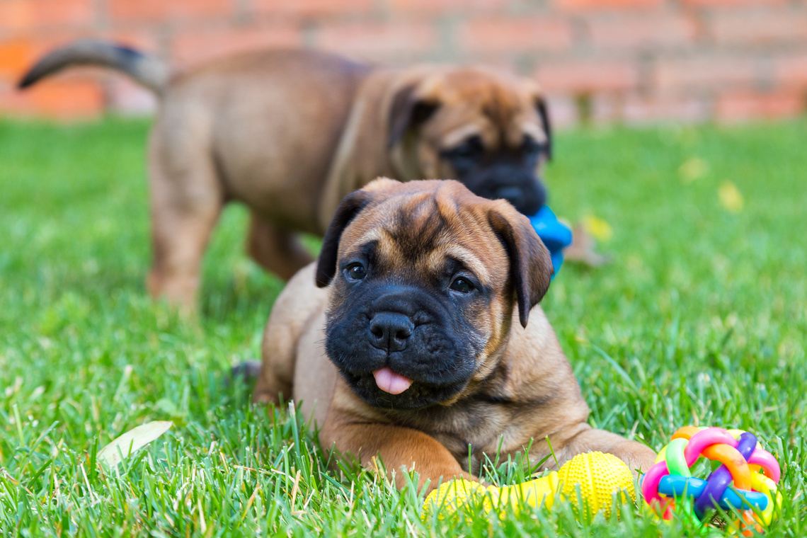 Bullmastiff_Welpen