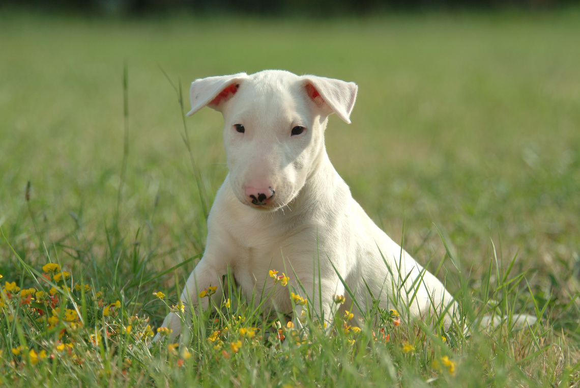 Bullterrier Welpe